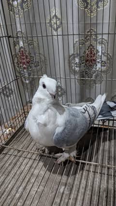 sentinent pigeons fancy pigeons german owl