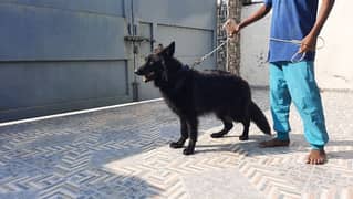 German shepherd long coat female