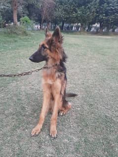 German Shepherd Female