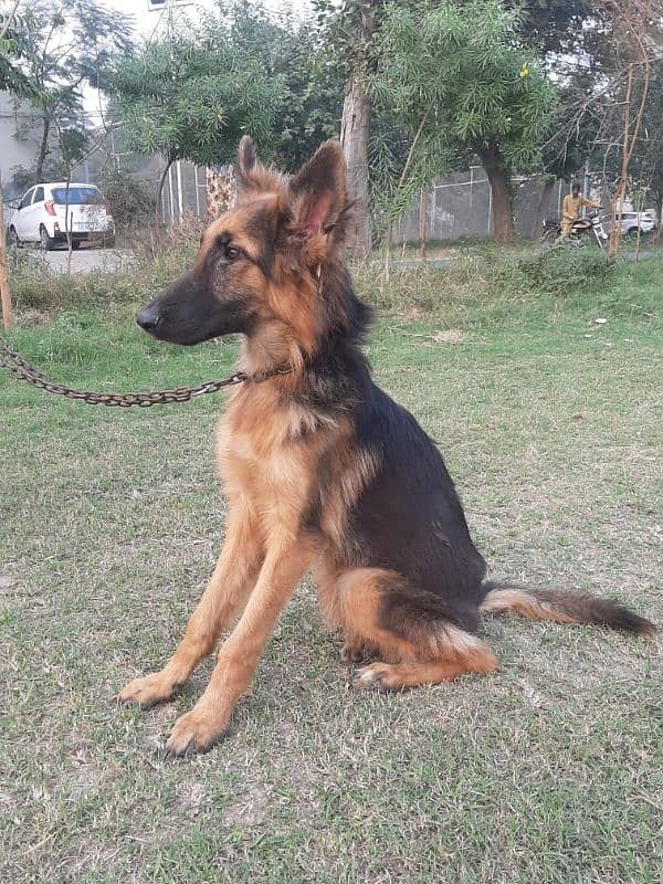 German Shepherd Female 1