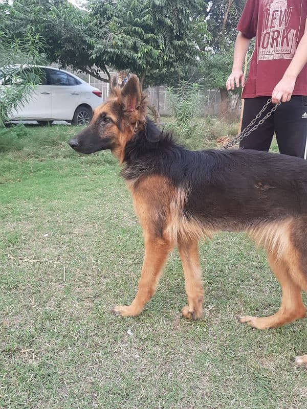 German Shepherd Female 2