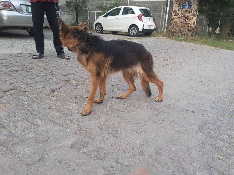 German Shepherd Female 3