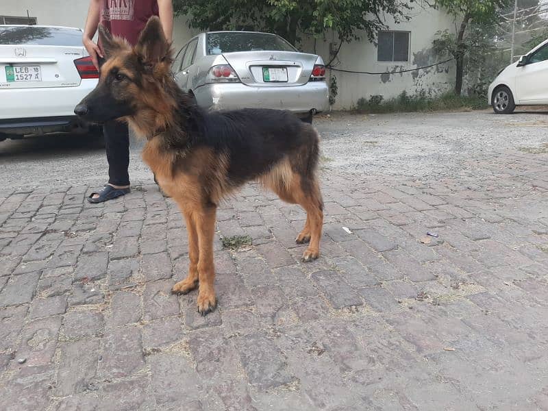 German Shepherd Female 4