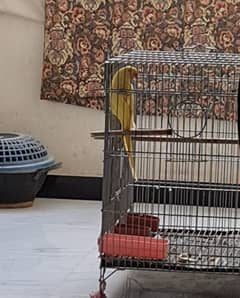 yellow Ringneck Female 28 months mithu sitiyan marti hai video avail