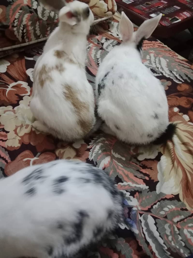 3 rabbits male and female for sale 7 month age 0