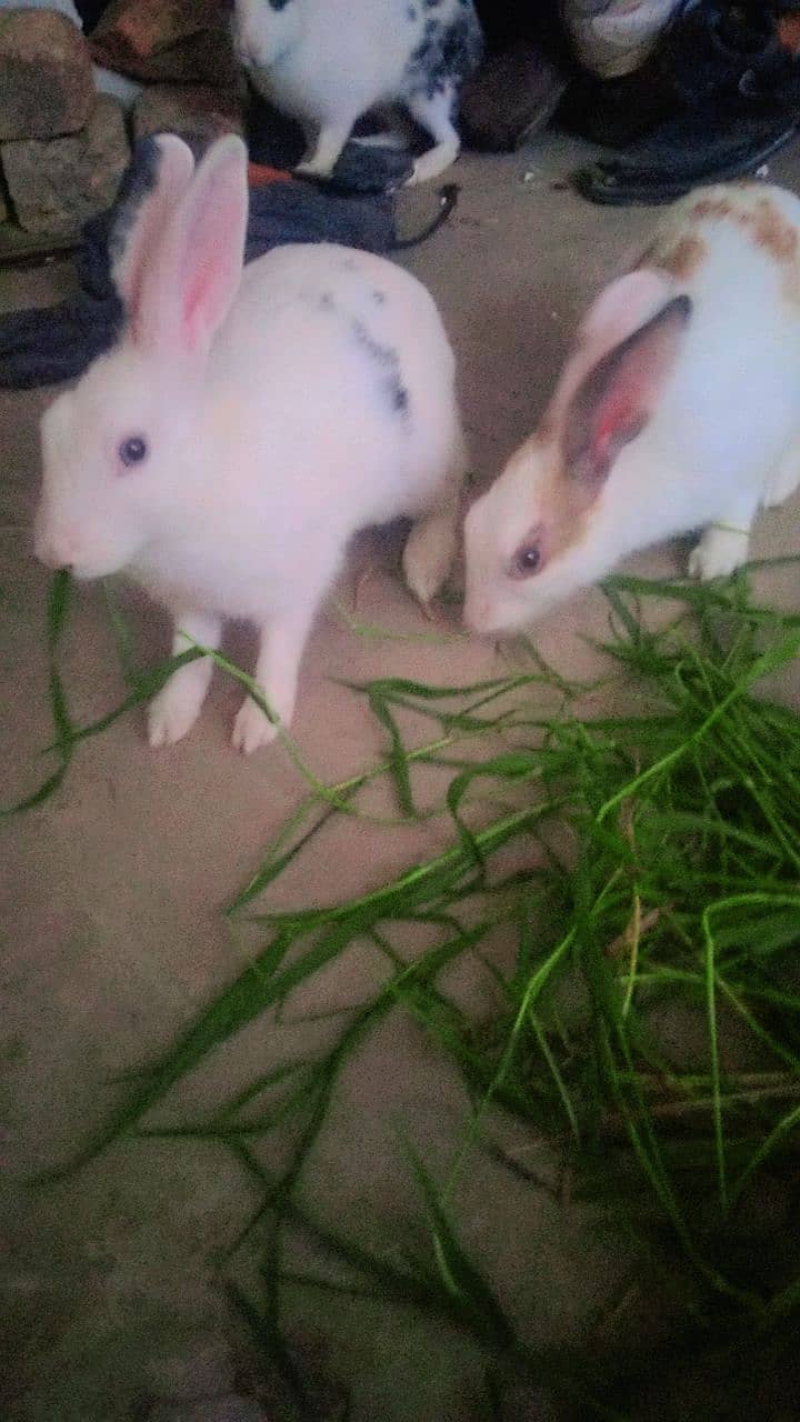 3 rabbits male and female for sale 7 month age 1