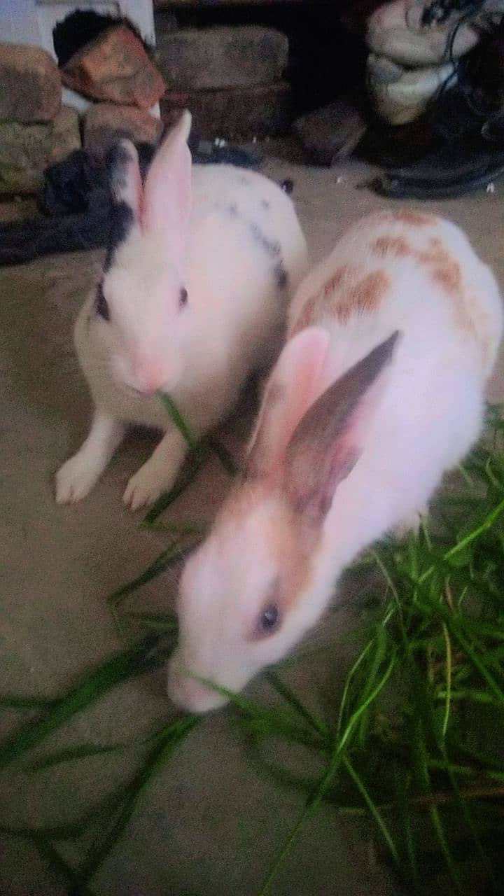 3 rabbits male and female for sale 7 month age 2