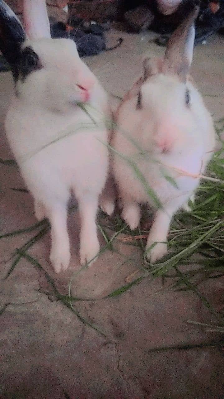 3 rabbits male and female for sale 7 month age 3