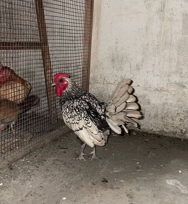 silver sebright male for sale 1