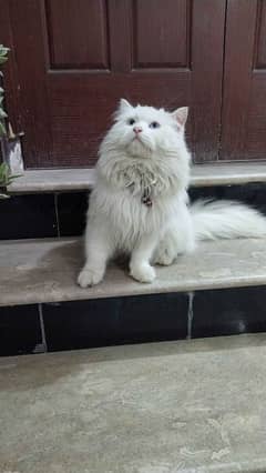 Persian triple coat