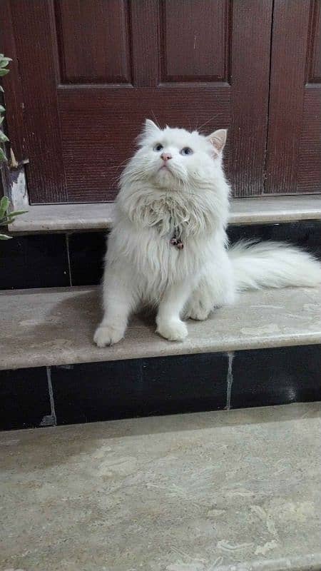 Persian triple coat 0