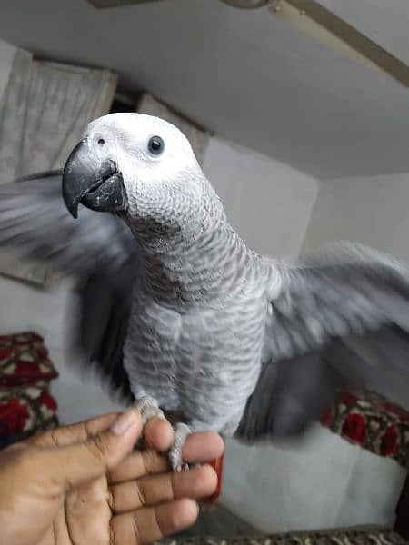 African grey salf Age 4  manth 15 diy 0