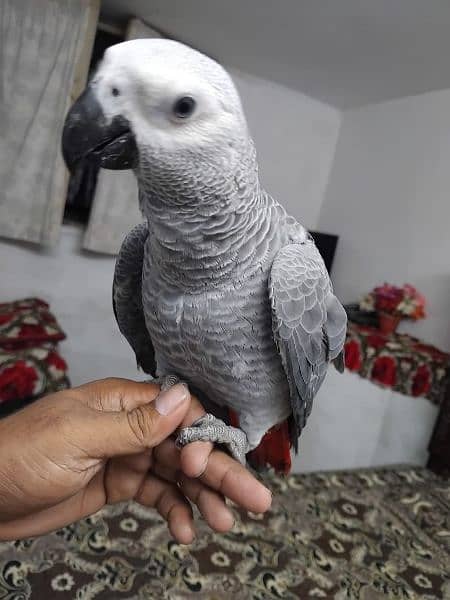 African grey salf Age 4  manth 15 diy 1