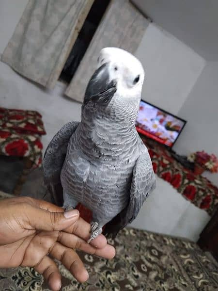 African grey salf Age 4  manth 15 diy 2