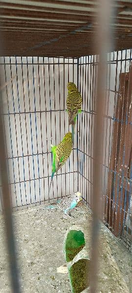 parrots 8