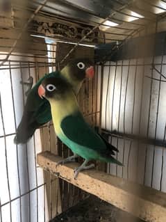 Parblue persnata breder pair