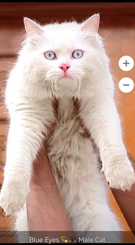 Blue Eyes stud # Male # Fluffay#Cat 1