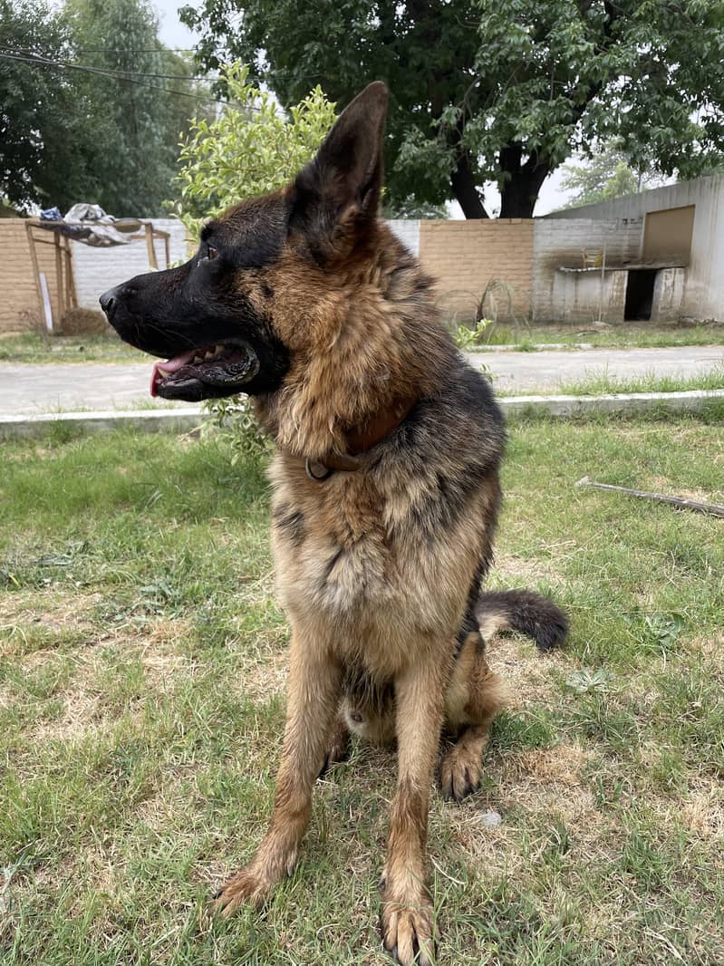 GSD German Shepherd Male Dog for sale Rawalpindi 1