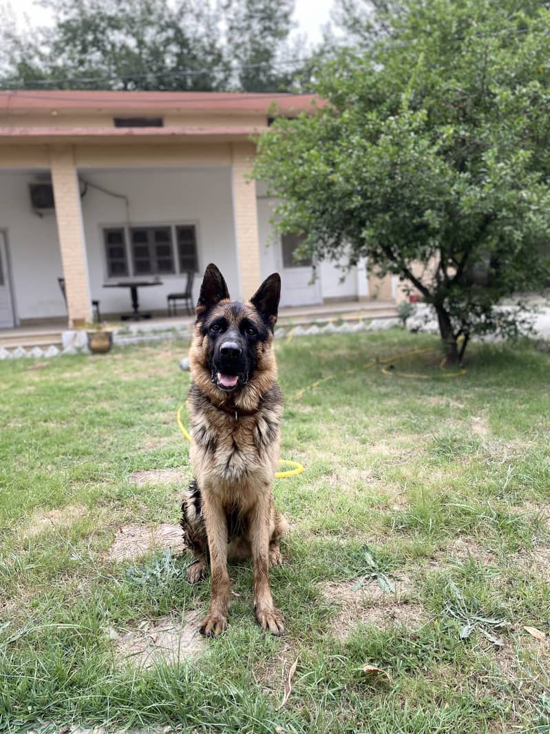 GSD German Shepherd Male Dog for sale Rawalpindi 2