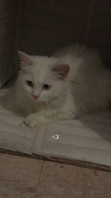 Persian Cat 3