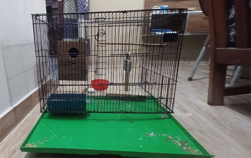 lovebirds pair with large cage 2