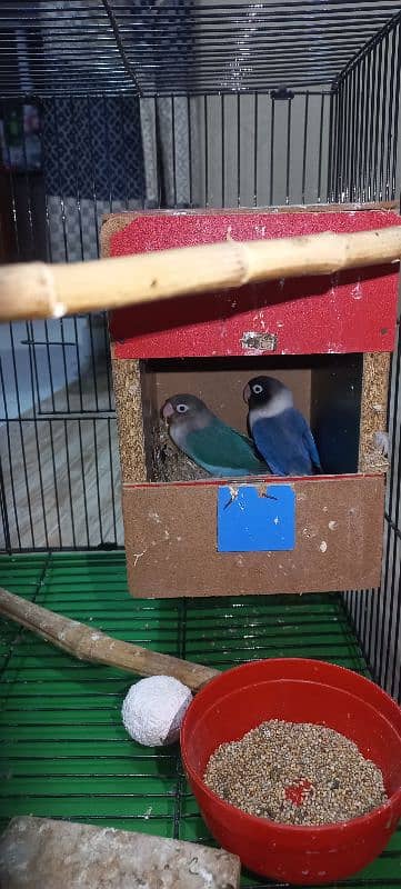 lovebirds pair with large cage 4