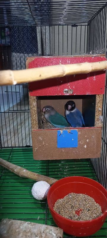 lovebirds pair with large cage 0