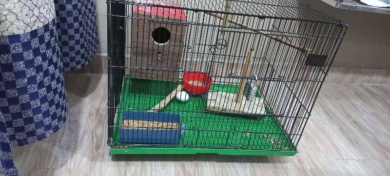 lovebirds pair with large cage 6