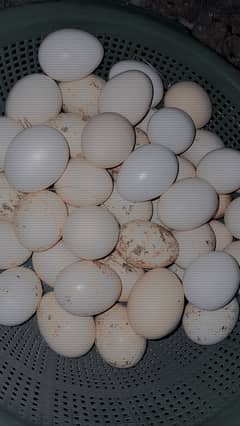 pure desi anday  fertile egg hole sale rate pay 40RS per egg pure desi