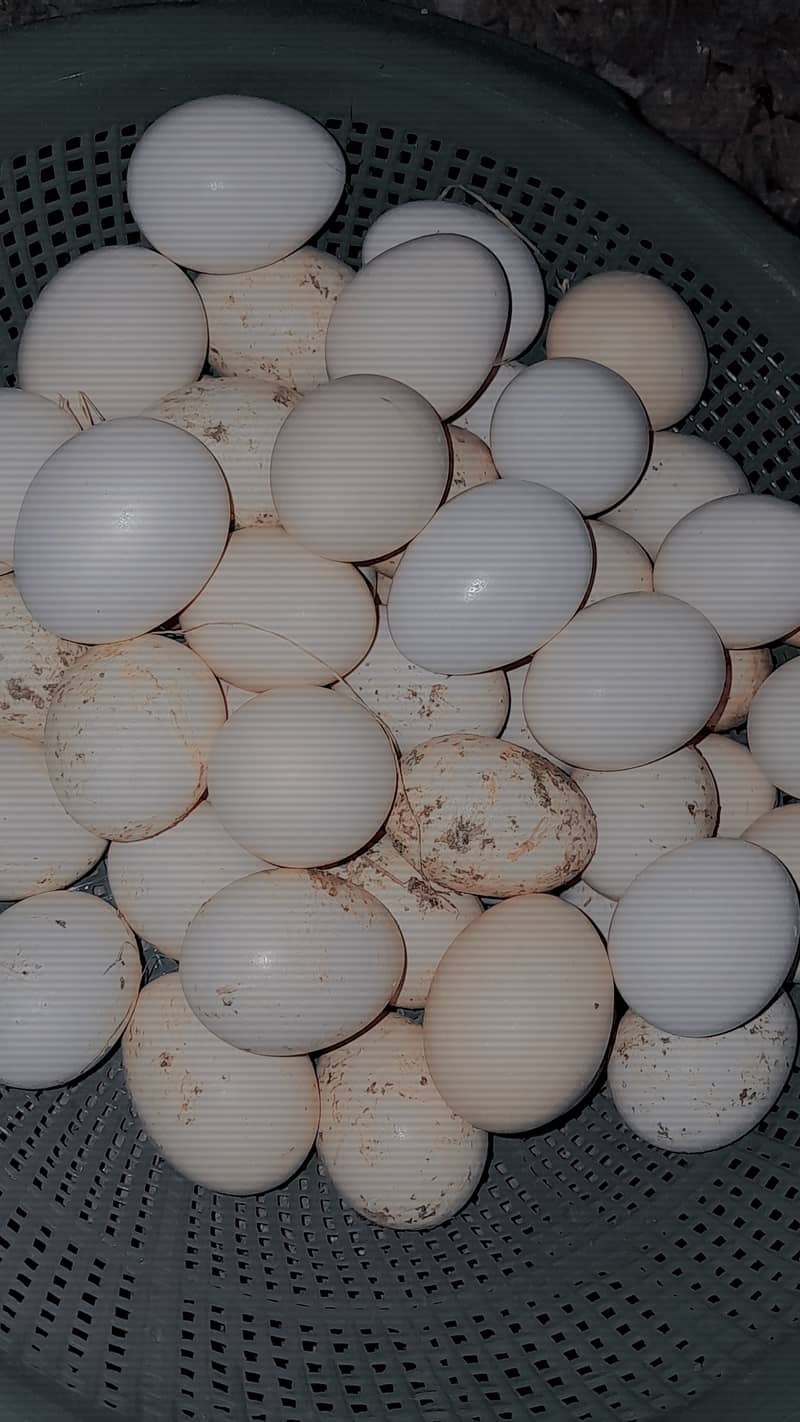 pure desi anday hole sale rate pay 40RS per egg pure desi 2