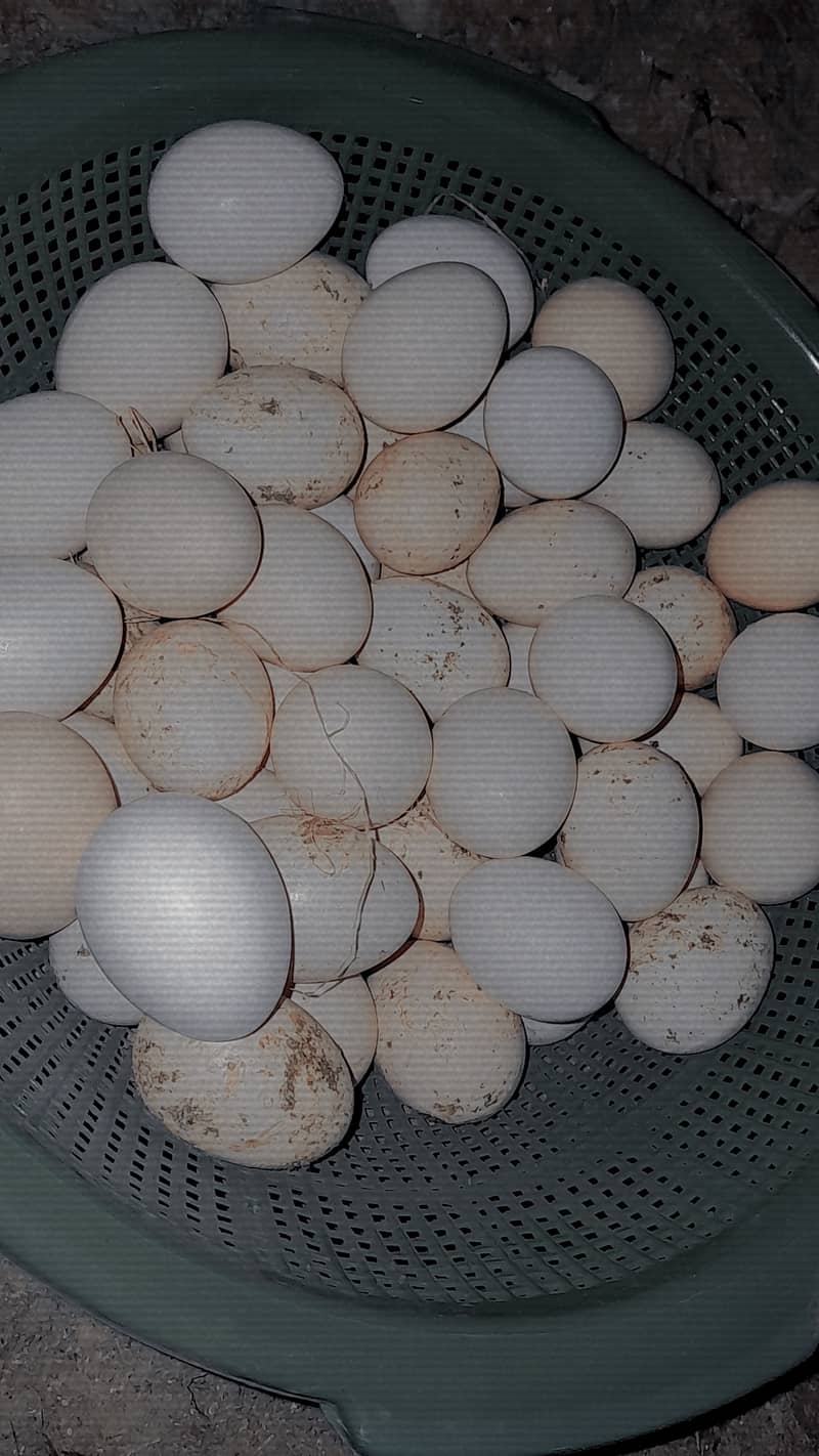 pure desi anday hole sale rate pay 40RS per egg pure desi 3