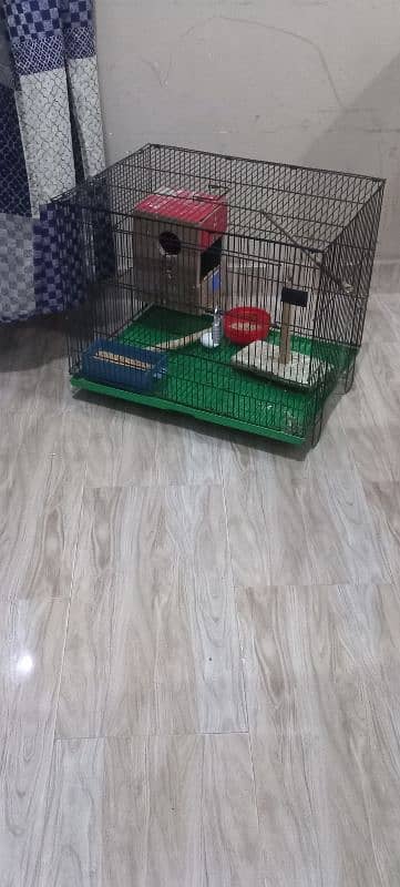 lovebirds pair with large cage 3