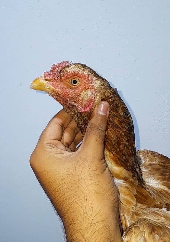 Hens for Sale 6