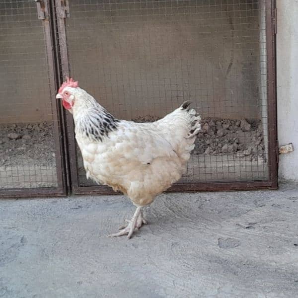 Hens for Sale 8