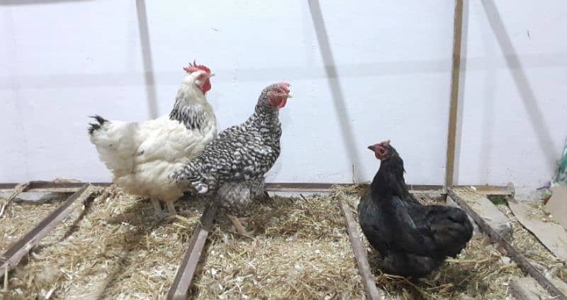 Hens for Sale 9