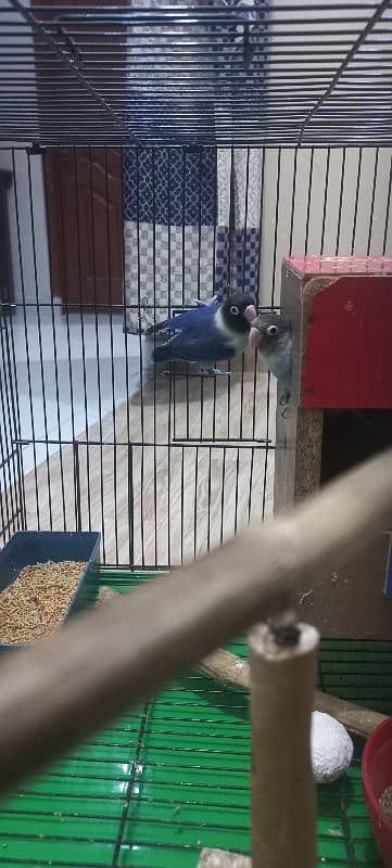 lovebirds pair with large cage 7