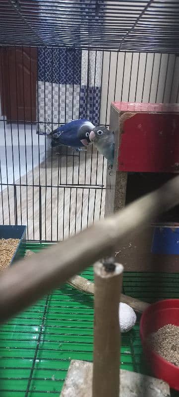 lovebirds pair with large cage 8