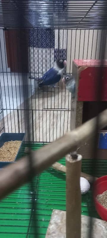 lovebirds pair with large cage 9