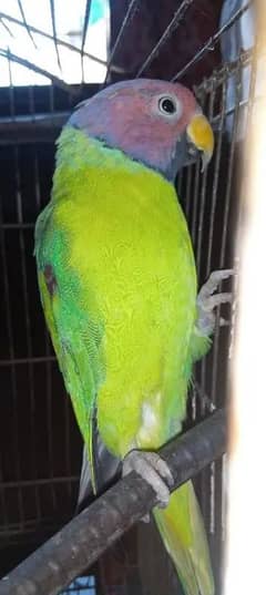 Plum head parrot complete male 0