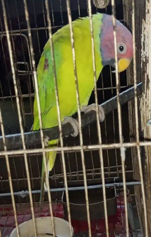 Plum head parrot complete male 2