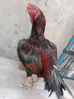 Pure Purana Amroha for sale