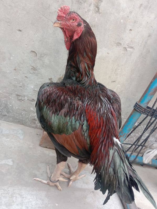 Pure Purana Amroha for sale 0