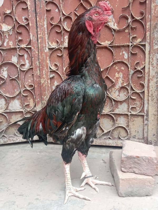 Pure Purana Amroha for sale 3