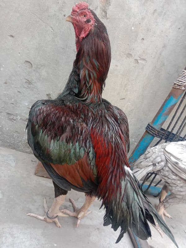 Pure Purana Amroha for sale 4