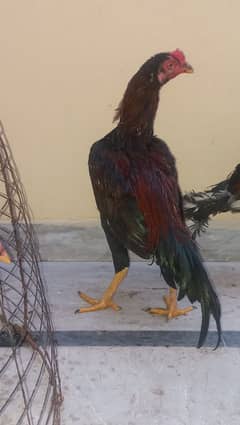 Aseel mianwel, hen , murga ,chicks, and desi hen for sale all in 12000