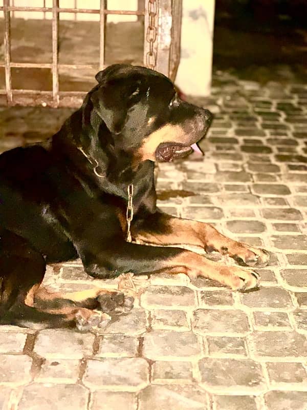 Rottweiller Female 2