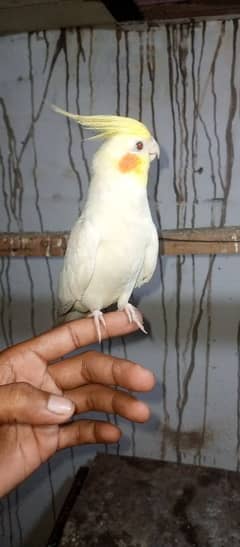 cockatil pair for sale All breeder pair ha Age 1.5 year ha sub ke