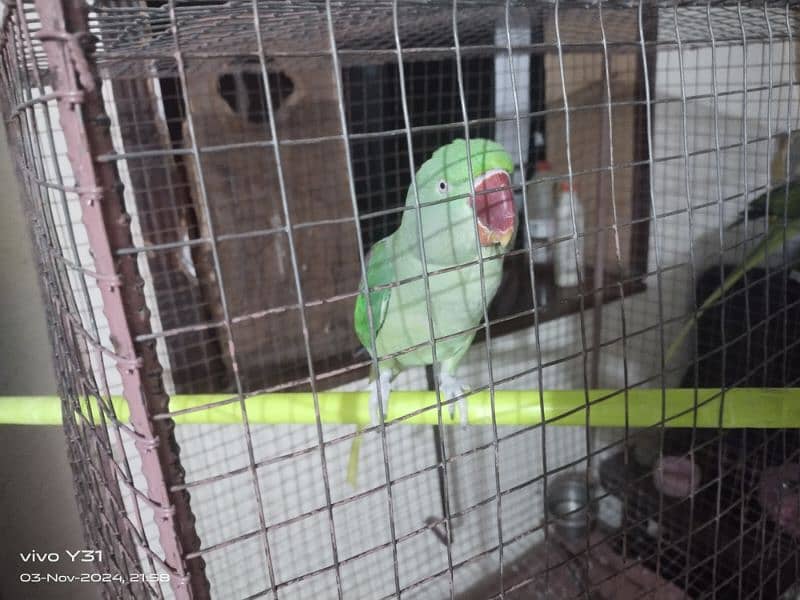 raw parrot female 1 3