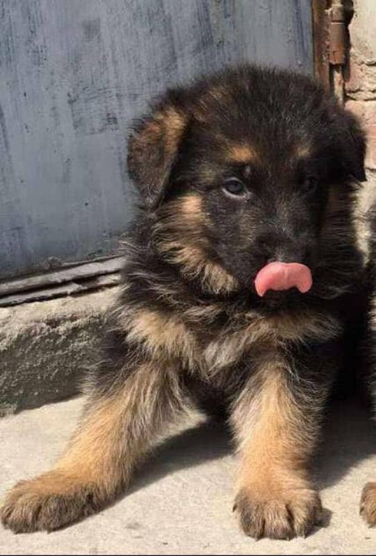 German Shepherd female puppies available 0