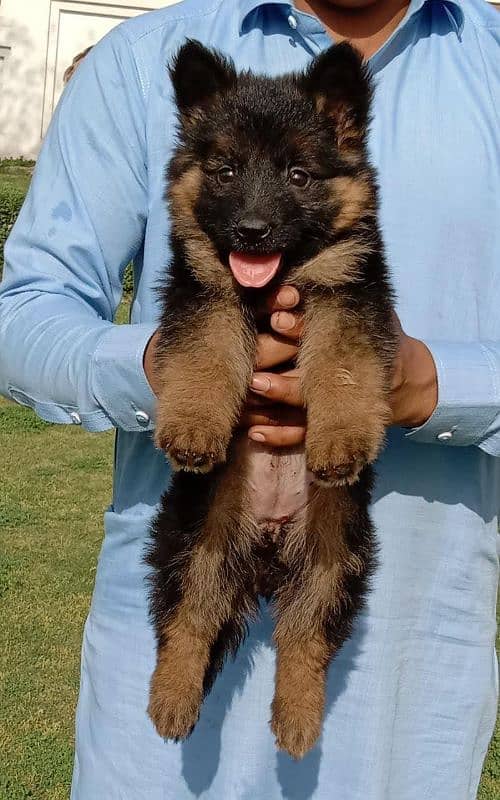 German Shepherd female puppies available 1